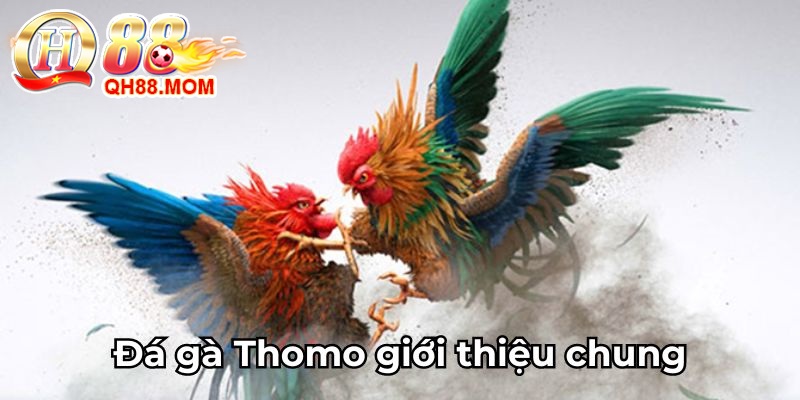 Đá gà Thomo giới thiệu chung