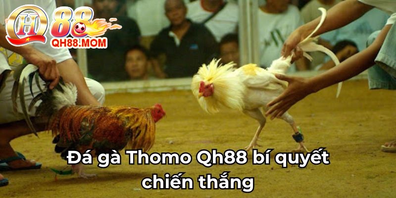 Đá gà Thomo Qh88 bí quyết chiến thắng