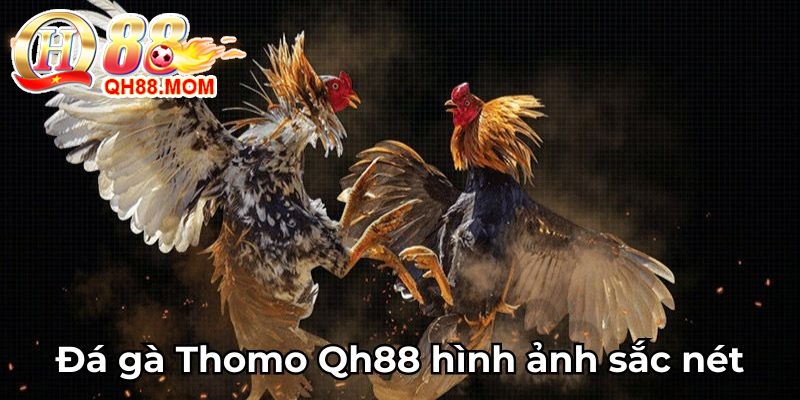 Đá gà Thomo Qh88 hình ảnh sắc nét