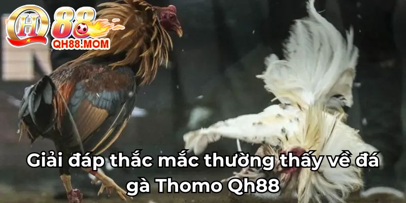 Giải đáp thắc mắc thường thấy về đá gà Thomo Qh88