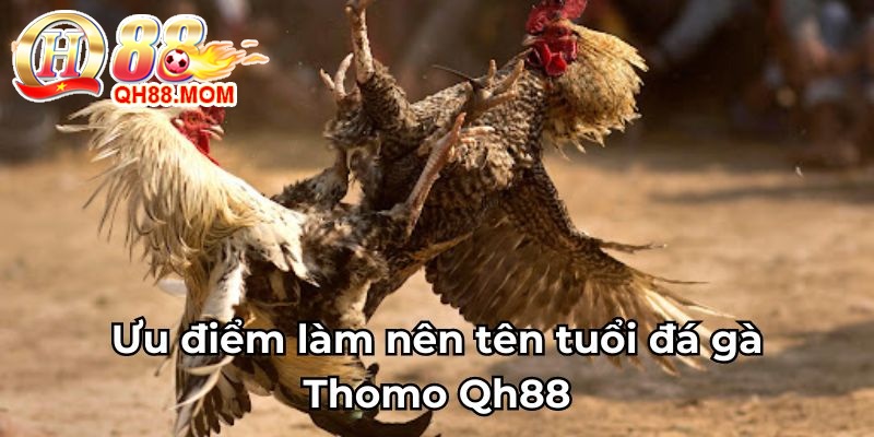 Ưu điểm làm nên tên tuổi đá gà Thomo Qh88